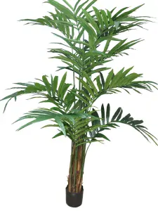 Kentia palma v květináči V 210 cm (N602621)