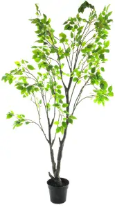 Fikus - Ficus stromka v květináči V250 cm (N609161)