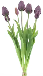 Tulipán svazek 'Sally' x7 fialový (aubergine) V47 cm (N870178)