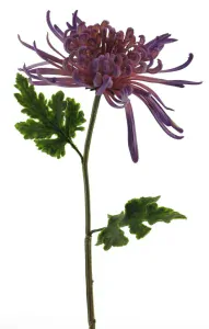 Chryzantéma (Chrysanthemum) 'Monaco' fialová V68 cm (N936346)