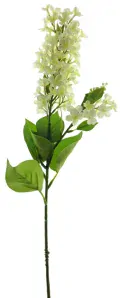 Šeřík - Syringa 'Leonardo' krémová V81 cm (N936620)