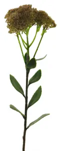 Rozchodník - Sedum květina krémová V59 cm (N937480)
