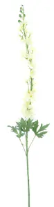 Stračka (Ostrožka) - Delphinium 'Akana' krémová V125 cm (N957280)