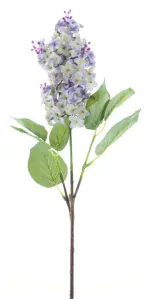 Šeřík - Syringa fialový (lavender) V52 cm (N958394)