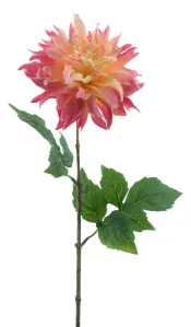 Jiřinka - Dahlia 'Mumba' krémová / růžová V63 cm (N968710)