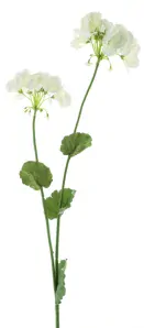 Pelargonie (Pelargonium) bílá V95 cm (969020)