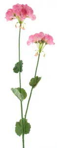 Pelargonie (Pelargonium) růžová V95 cm (969027)