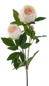 Pivoňka  - Paeonia 'Chiba' růžová V65 cm (N969228)