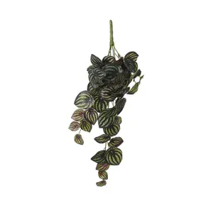 Pepřinec - peperomia závěsná zelená pestrobarevná D58, Š20, V14 cm (A1074936)