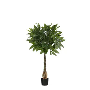 Kaštan pro štěstí - Pachira v květináči zelená V80, P60 cm
