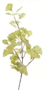 Jinan dvoulaločný zelený V76 cm