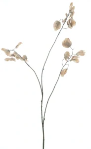 Silver Dollar spray Rune hnědý V 95 cm