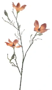 Magnolie spray 'Vidar' oranžová V86 cm