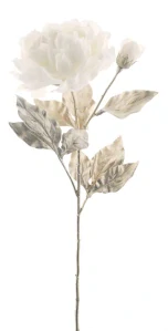 Pivoňka  - Paeonia spray 'Joakim' krémnová V75 cm