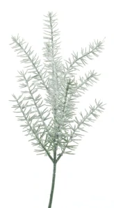 Borovice Japonská ojíněná zelená V40 cm