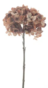 Podzimní hortenzia spray hnědá V 46 cm