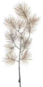 Borovice spray 'Engers'  hnědá V48 cm