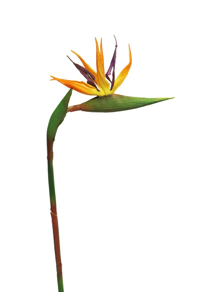 Strelitzia 'Cathy' oranžová V58 cm