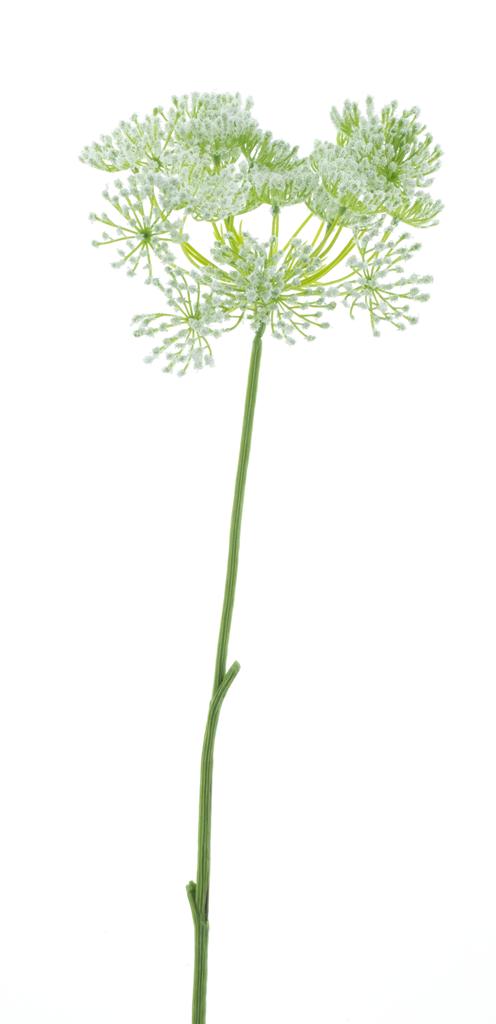 Mrkev obecná krémová V71 cm