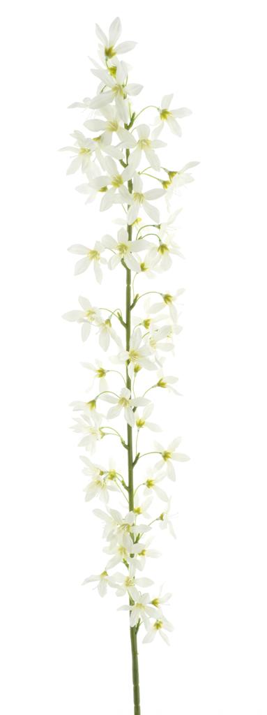 Trojpuk (Deutzia) krémová délka 100 cm