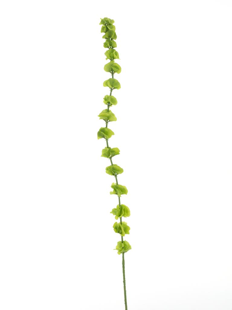 Molučenka 'Moby' zelená V107 cm