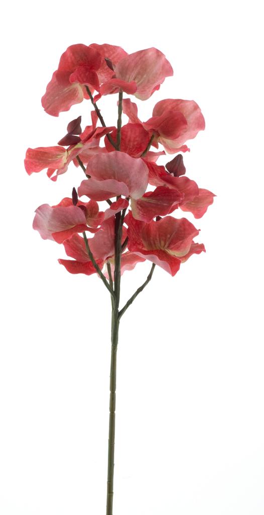 Člunatec (Cymbidium) červený V76 cm