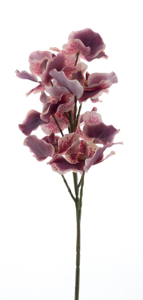 Člunatec (Cymbidium)  starorůžová  V76 cm