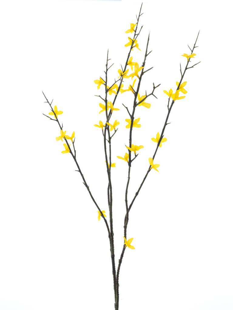 Zlatice 'Halle' zlutá V86 cm 