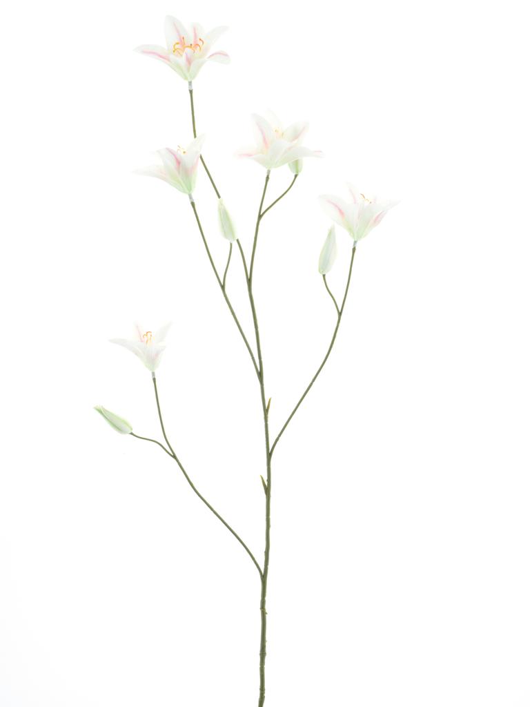 lilie-lilium růžová/krémová V106 cm