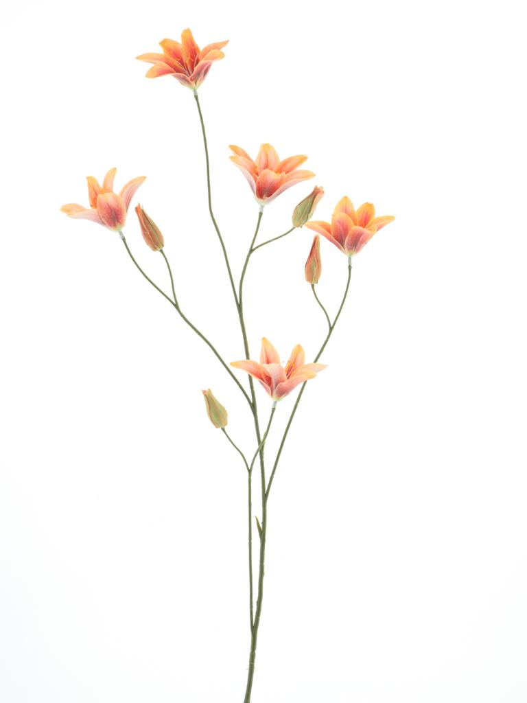lilie-lilium oranžová 106 cm