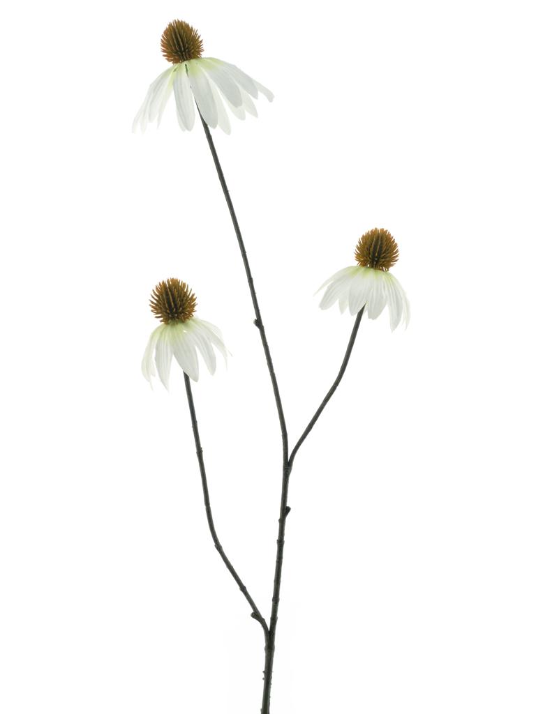 Třapatka krémová V82 cm