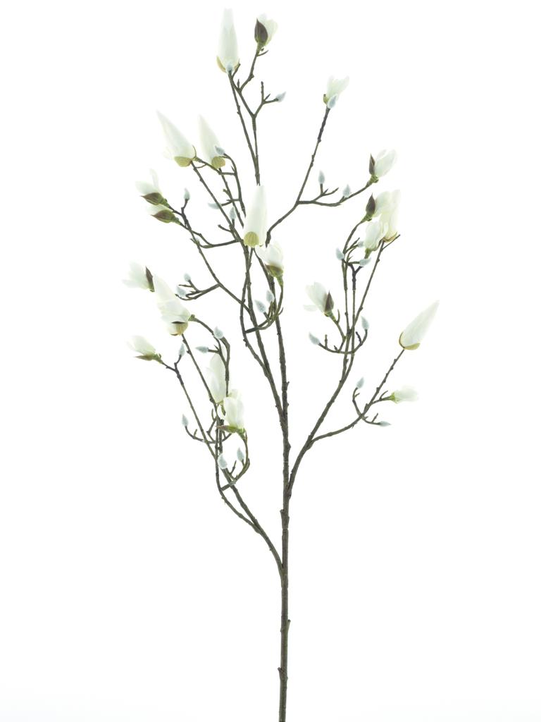 Magnolie (pupen) 'Kobe' krémová V123 cm