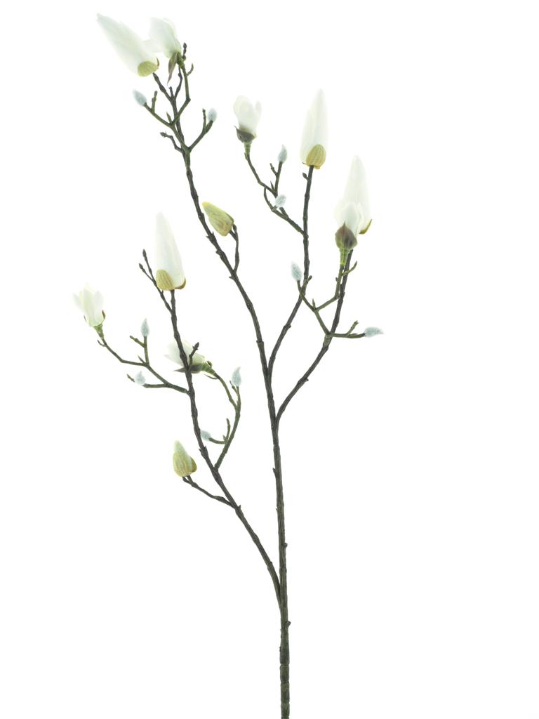 Magnolie (pupen) 'Kobe' krémová V98 cm