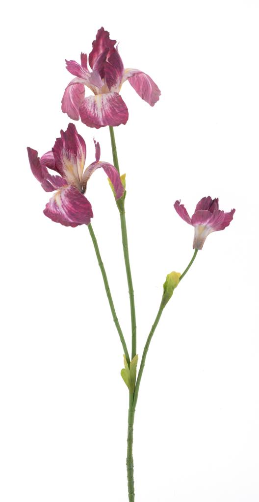 Kosatec 'Fletcher' červený V103 cm