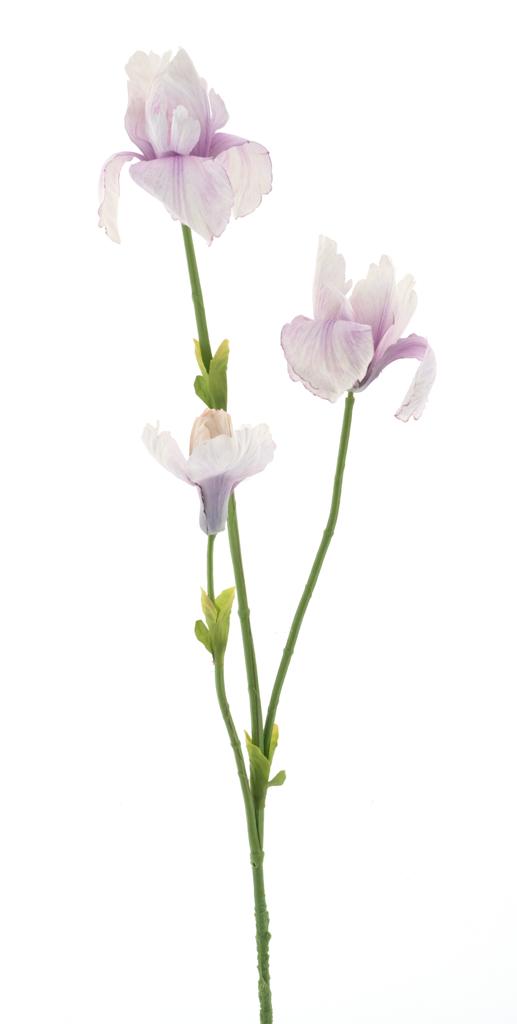 Kosatec 'Fletcher' růžový V103 cm