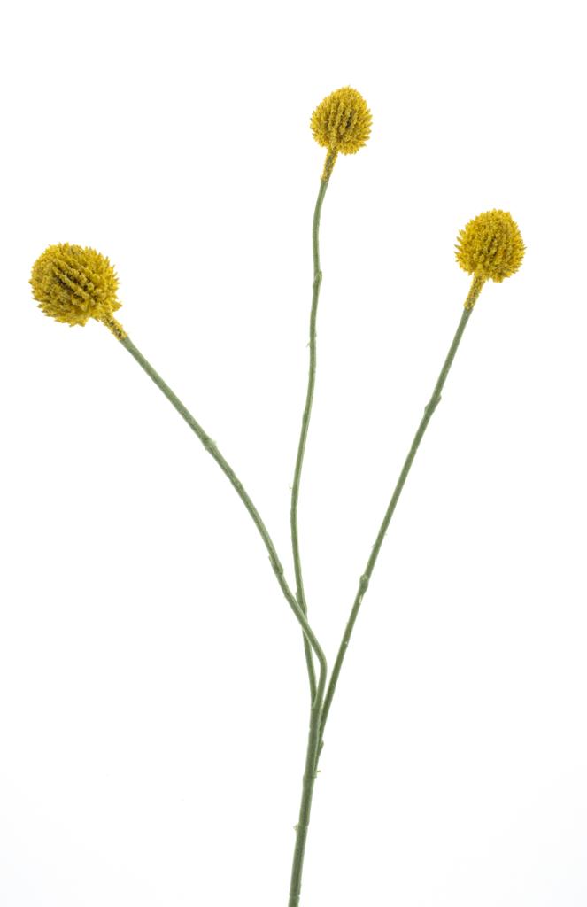 Kraspédie zlutá V58 cm