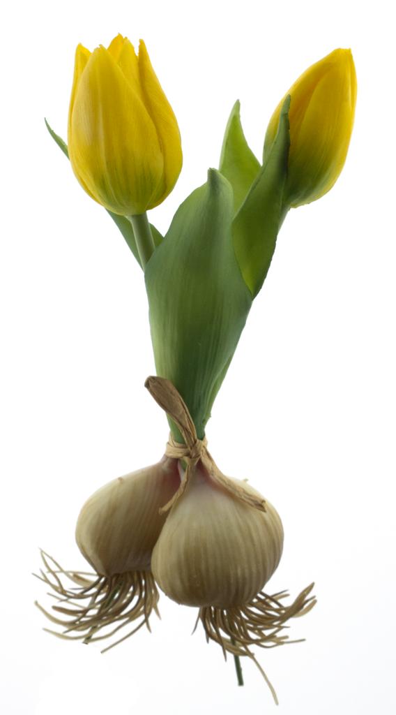 Tulipán 'Sally' svazek s cibulkou zlutý V18 cm