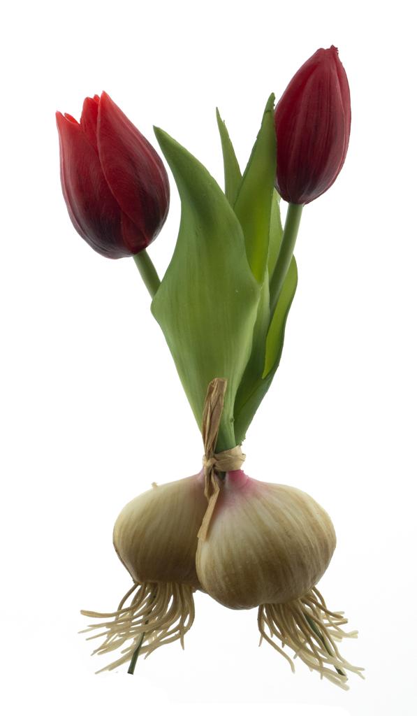 Tulipán 'Sally' svazek s cibulkou červený V18 cm