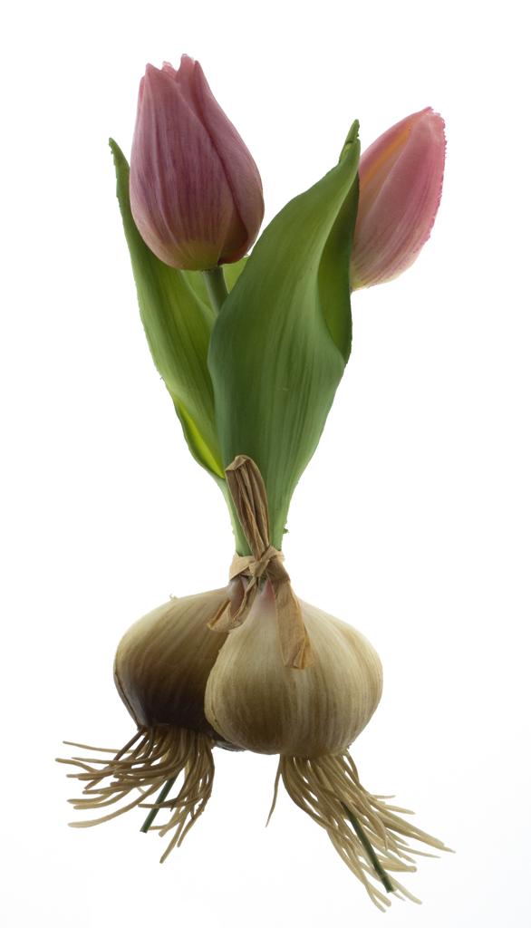 Tulipán 'Sally' svazek s cibulkou růžový V18 cm