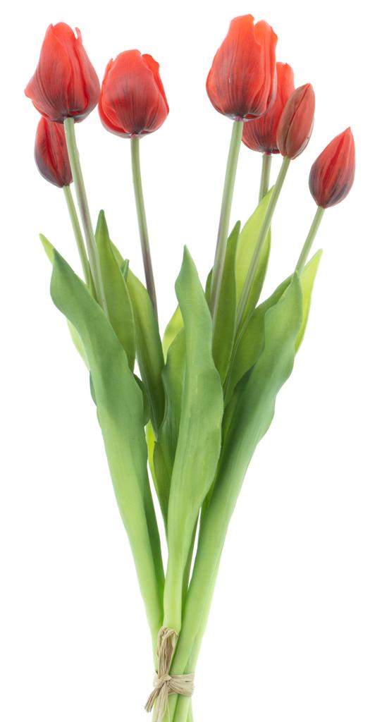 Tulipán svazek 'Sally' x7 červený V47 cm