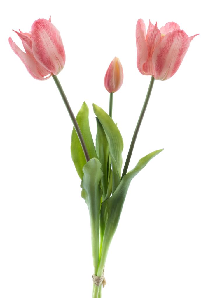 Tulipán 'Sally' svazek x3 růžová V43 cm