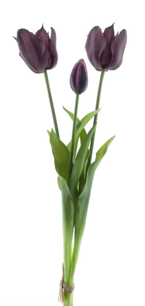 Tulipán 'Sally' svazek x3 fialová (aubergine) V43 cm