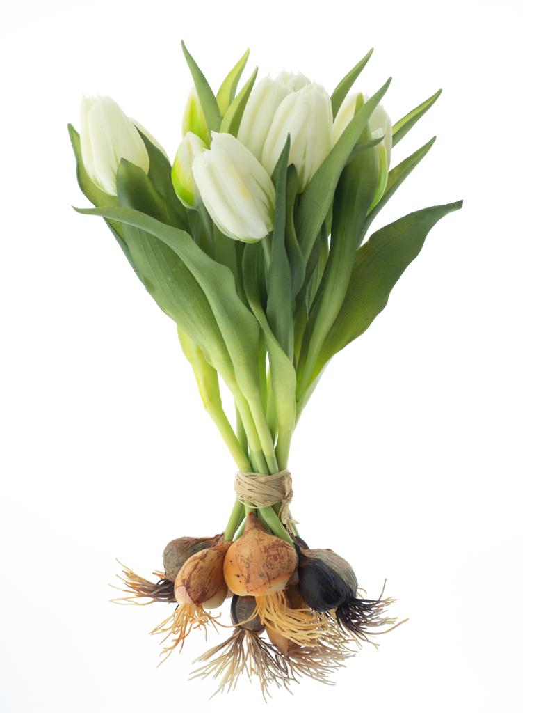 Tulipán 'Sally' svazek s cibulkou x12 krémová V33 cm