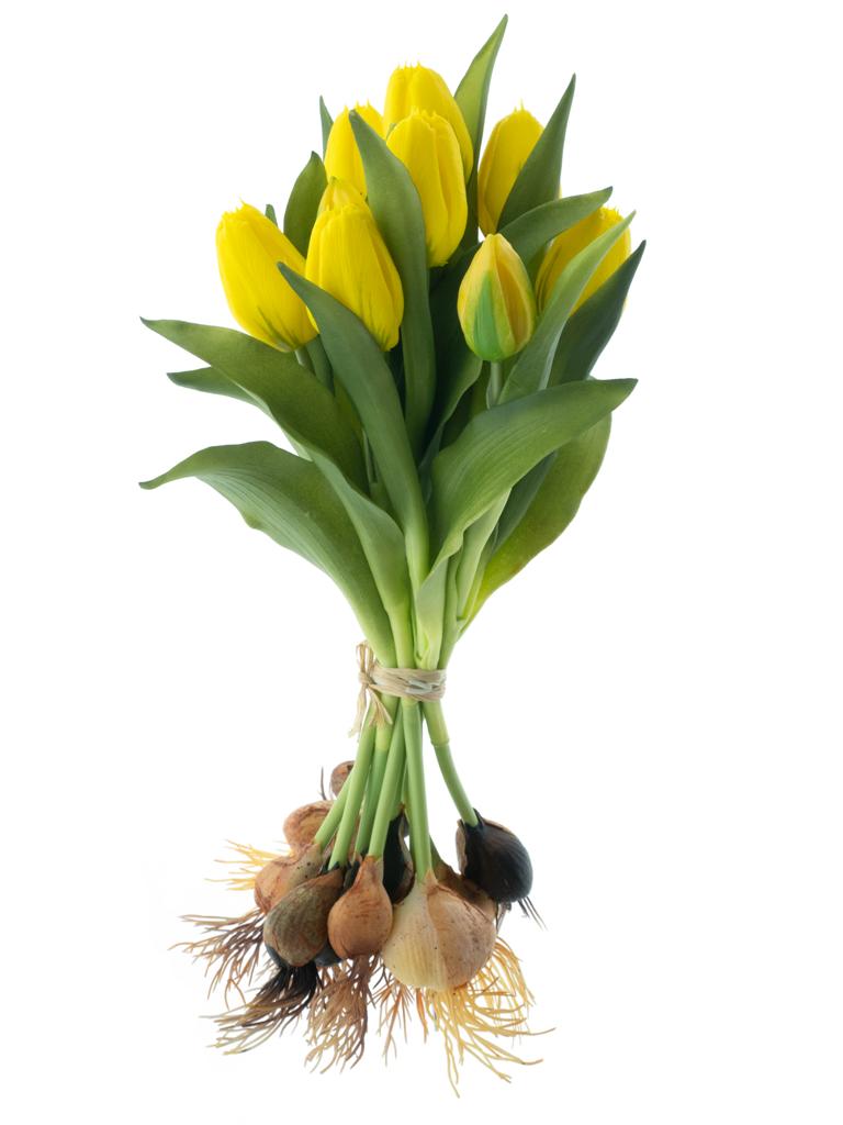 Tulipán 'Sally' svazek s cibulkou x12 zlutá V33 cm