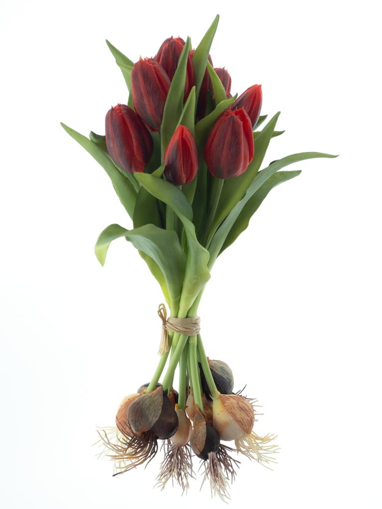 Tulipán 'Sally' svazek s cibulkou x12 červená V33 cm