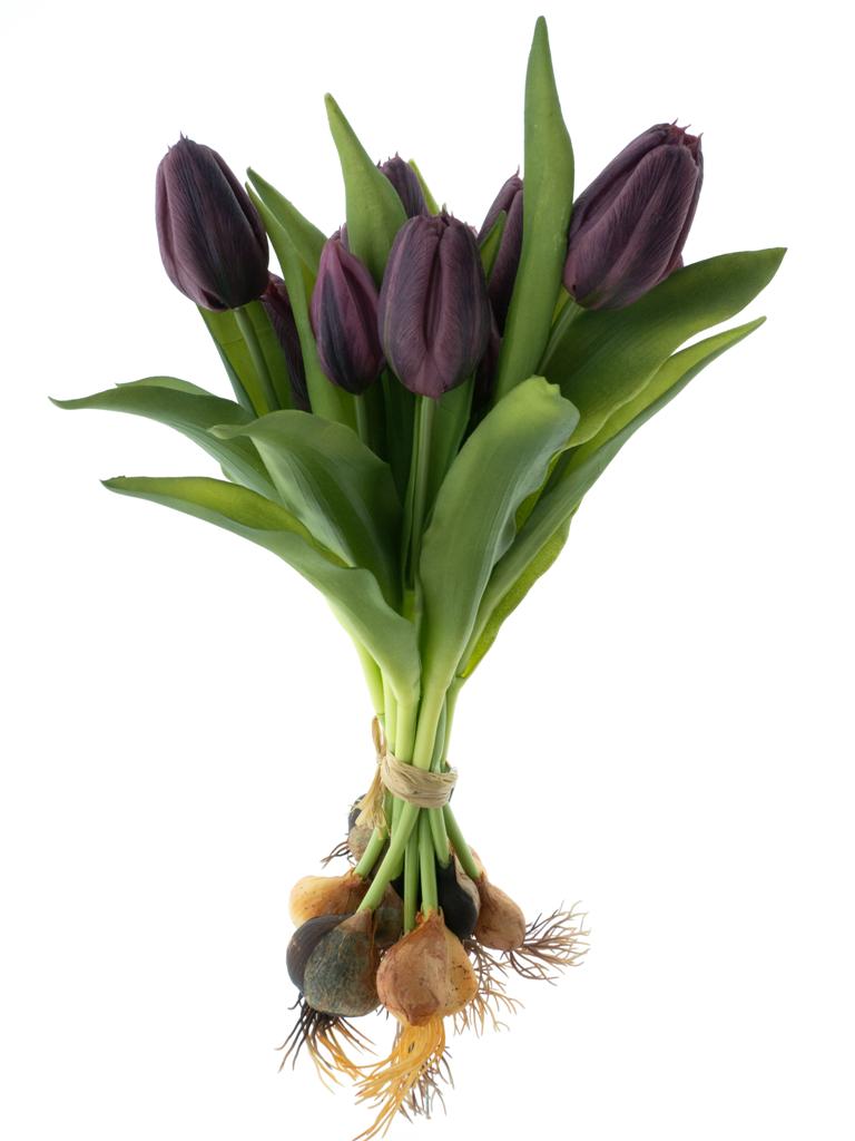 Tulipán 'Sally' svazek s cibulkou x12fialová  (aubergine)V33 cm3 cm