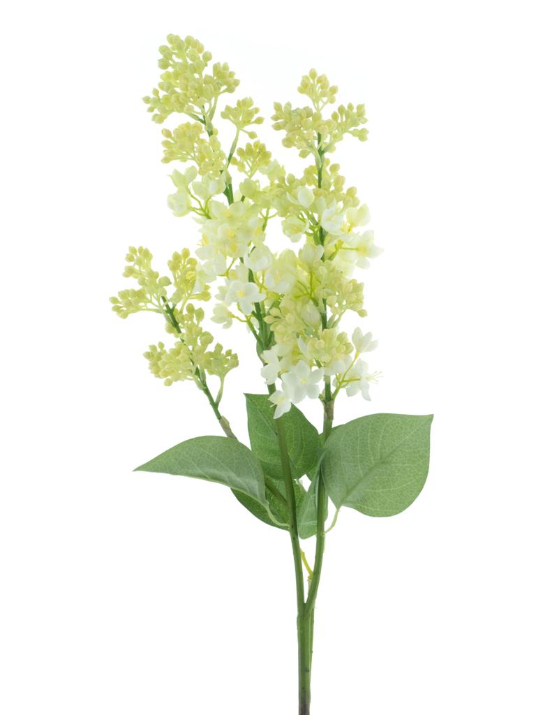 Šeřík - Syringa 'Cork' krémová V88 cm