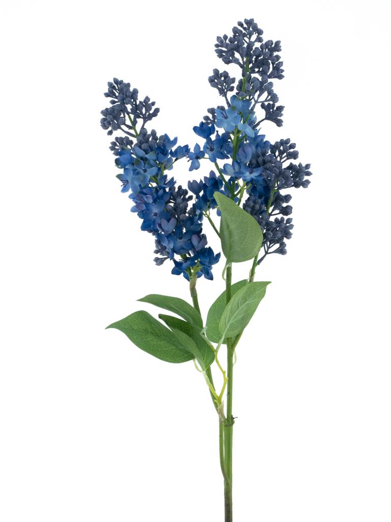 Šeřík - Syringa 'Cork' modrá V88 cm