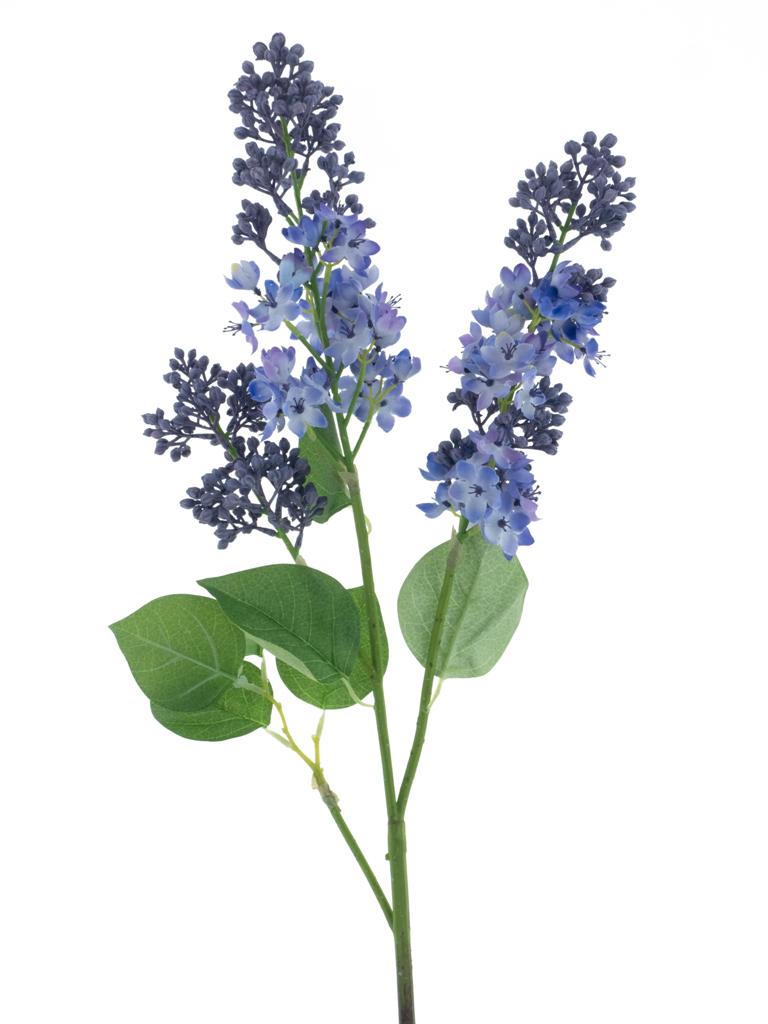 Šeřík - Syringa 'Cork' modrá (lavender) V88 cm