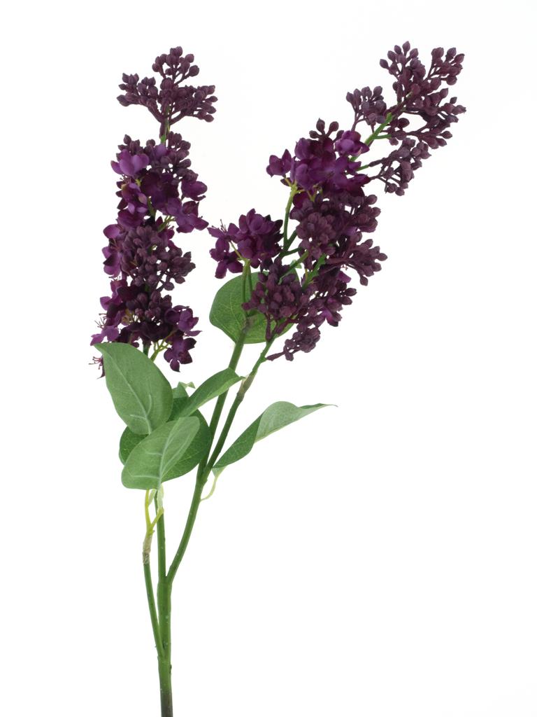 Šeřík - Syringa 'Cork' červená (fuchsia) V88 cm V88 cm